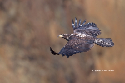 Bald-Eagle;Eagle;Flying-Bird;Haliaeetus-leucocephalus;Photography;action;active;